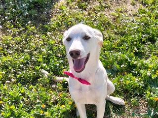 Meticcio cani Erika una cucciola rimasta sola - Annuncio 1