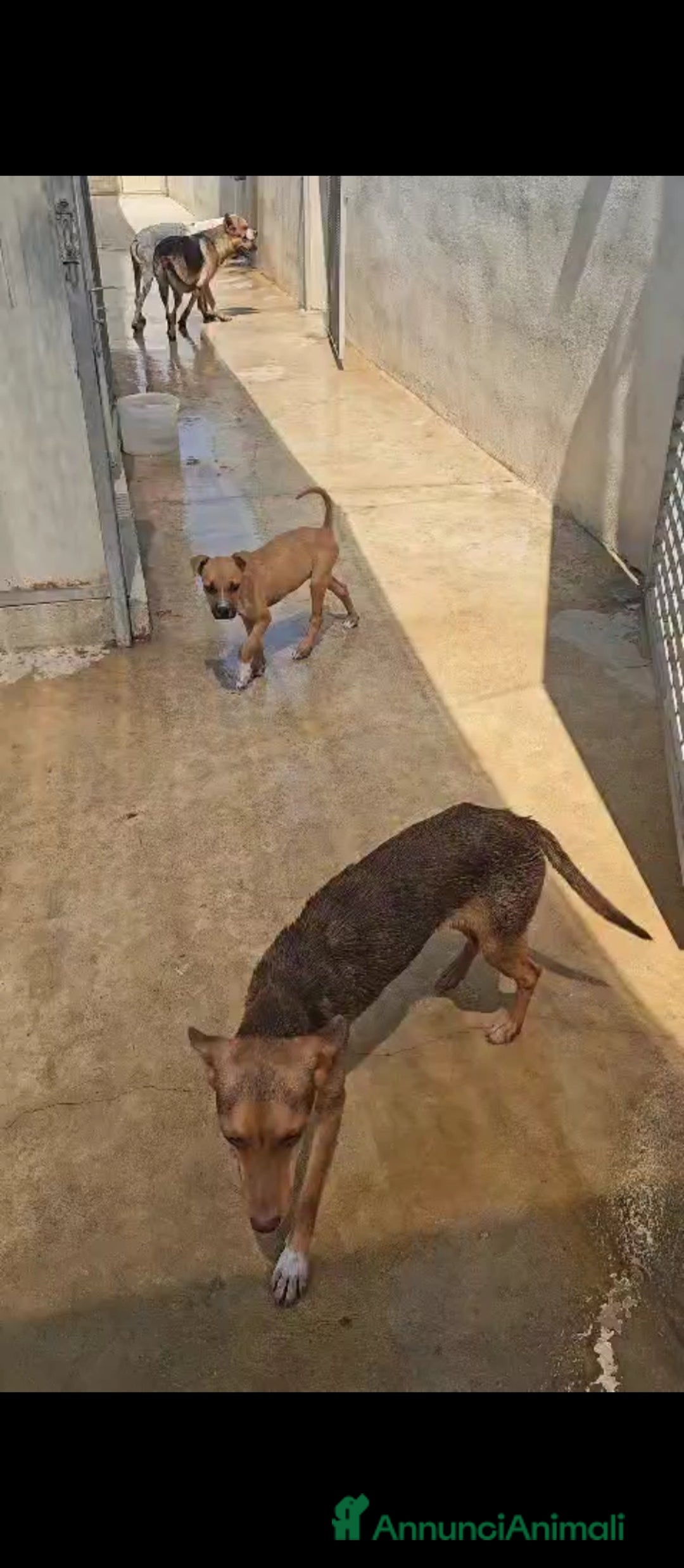 Meticcio cani in regalo: Lupo: cucciolotto taglia piccola socievole  a Città Metropolitana di Genova - Annuncio 3