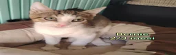 Altre razze gatti in regalo: GATTINI ABBANDONATI: EMERGENZA  a Città metropolitana di Milano - Annuncio 5