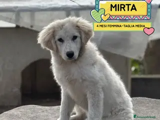 Meticcio cani MIRTA dolce cucciola 4 mesi cerca casa - adozione - Annuncio 1