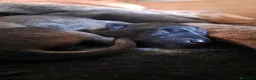 Pastore Belga cani in vendita: Cuccioli pastore belga malinois - Annuncio 1