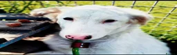 Pastore Maremmano cani in regalo: Romolo e Remo splendidi cuccioli taglia grande  a Città metropolitana di Milano - Annuncio 2