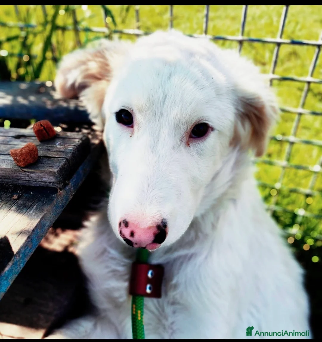 Pastore Maremmano cani in regalo: Romolo e Remo splendidi cuccioli taglia grande  a Città metropolitana di Milano - Annuncio 2