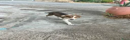Meticcio cani in regalo: CUCCIOLI ARON E BIRILLO - Annuncio 6