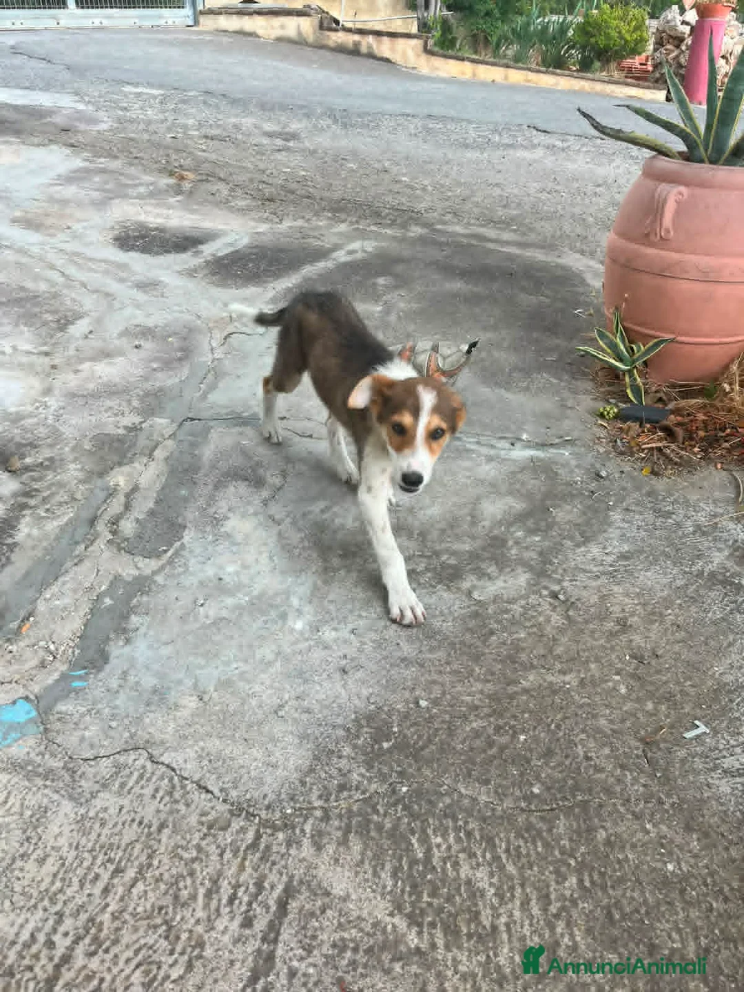 Meticcio cani in regalo: CUCCIOLI ARON E BIRILLO - Annuncio 6