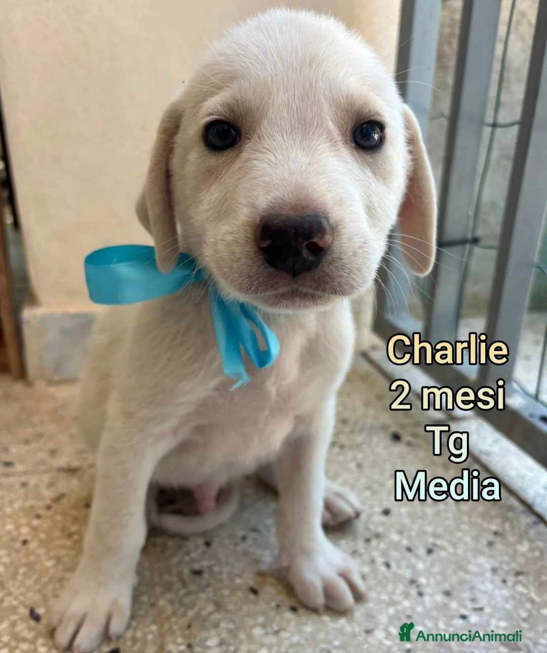 Meticcio cani in regalo: ADOTTA UN CUCCIOLO  a Provincia di Reggio Emilia - Annuncio 10