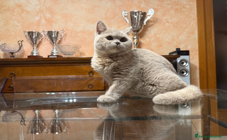 British gatti MAGNIFICI CUCCIOLI BRITISH BLU-LILAC-LILAC TORTIE  - Annuncio 1