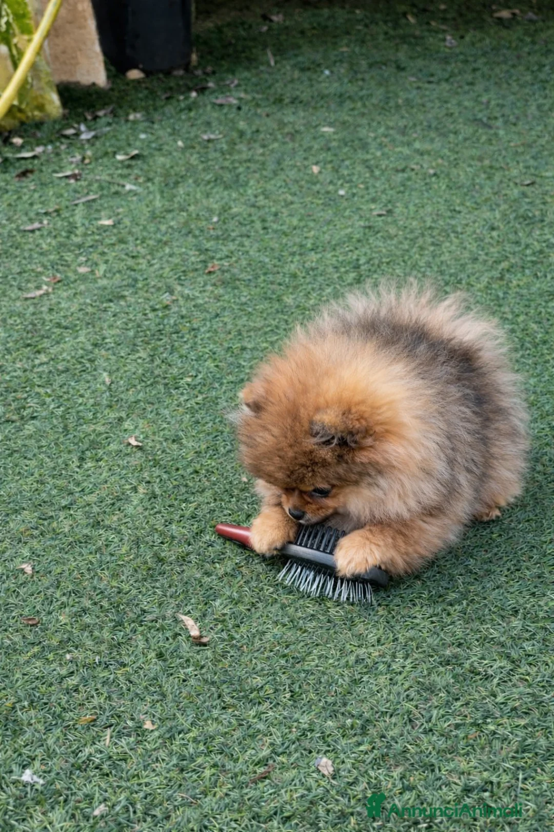 Volpino Pomerania cani in vendita: Cucciolata volpino pomerania pedigree enci - Annuncio 3