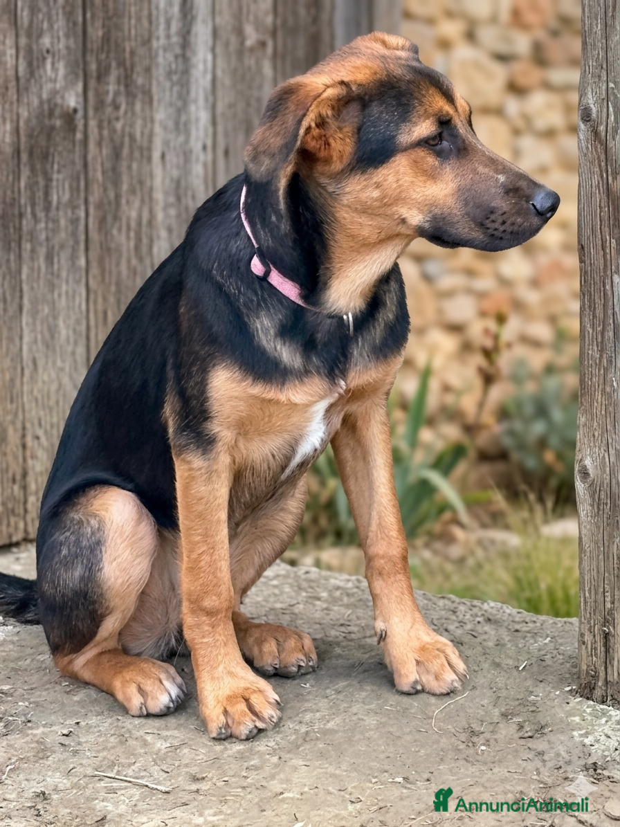 Meticcio cani Astrid - Annuncio 1