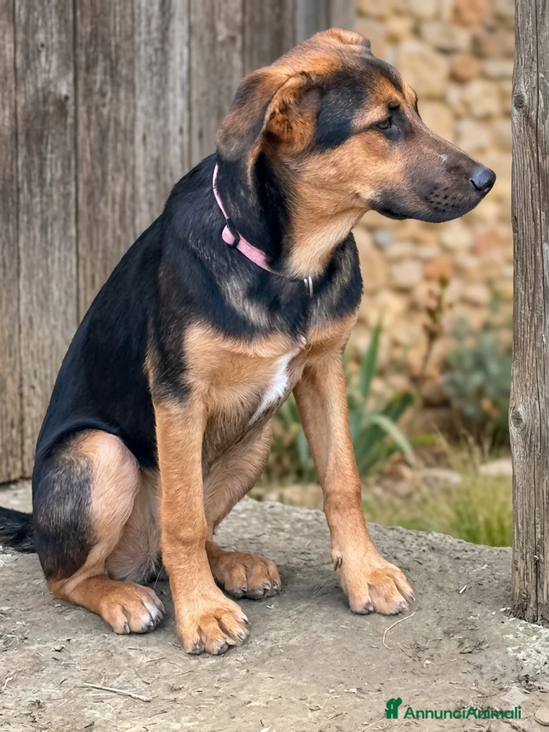 Meticcio cani in regalo: Astrid - Annuncio 1