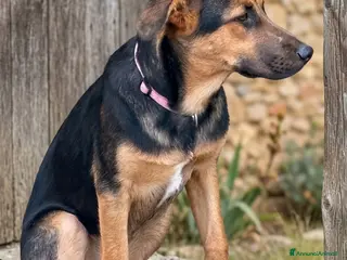 Meticcio cani Astrid - Annuncio 1