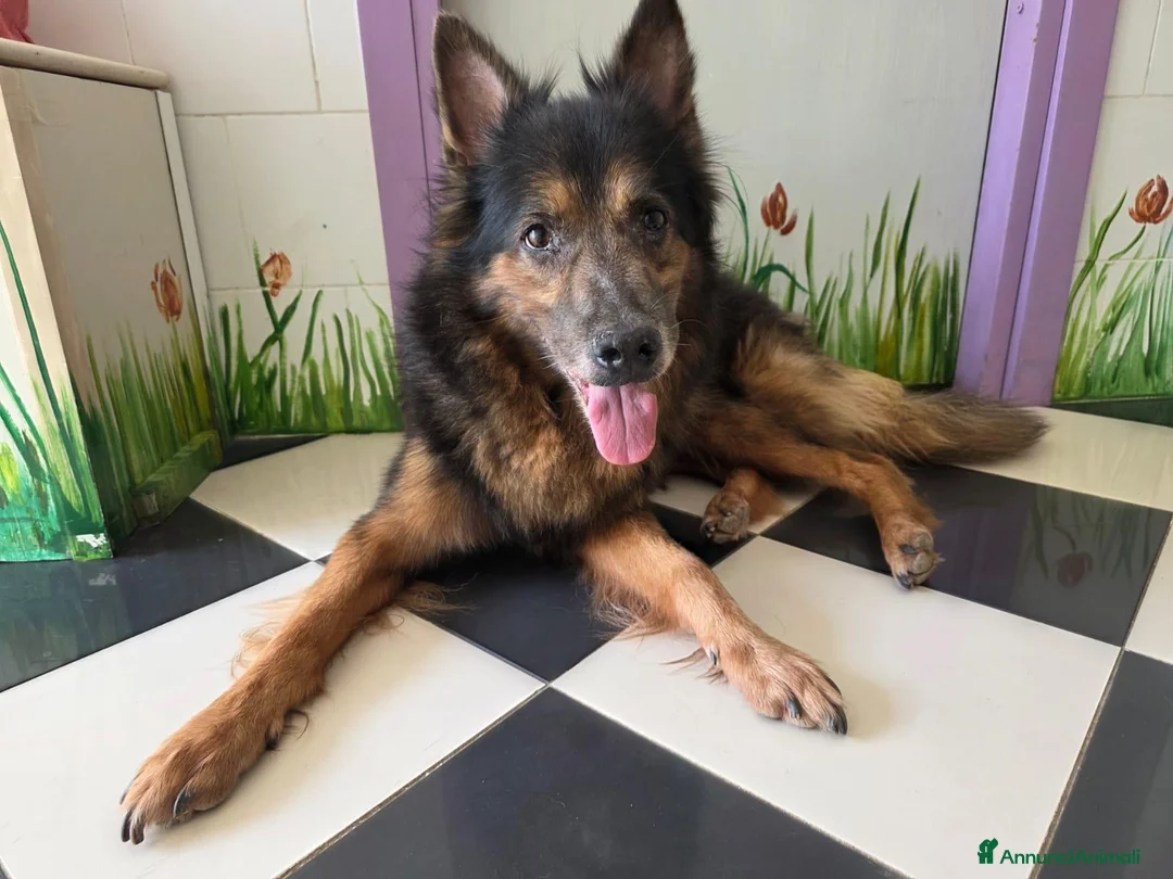 Altre razze cani in regalo: Spago, dolcissimo, adozione del cuore  - Annuncio 2