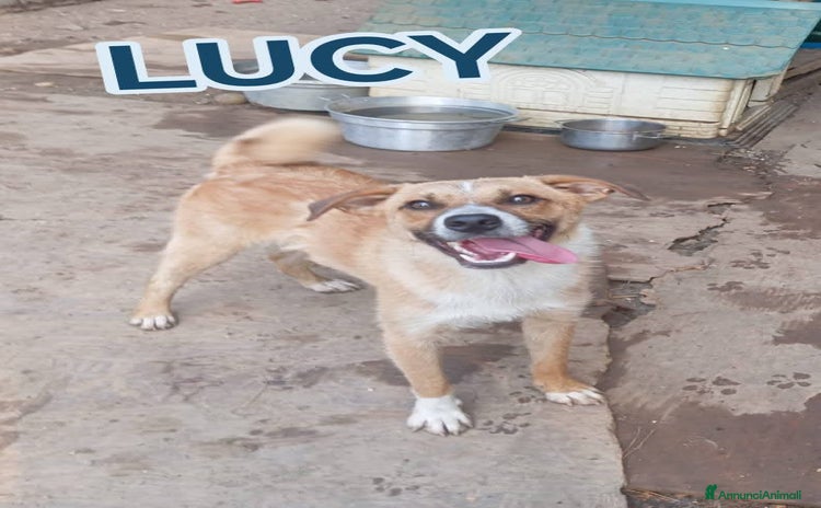 Meticcio cani - Annuncio 8