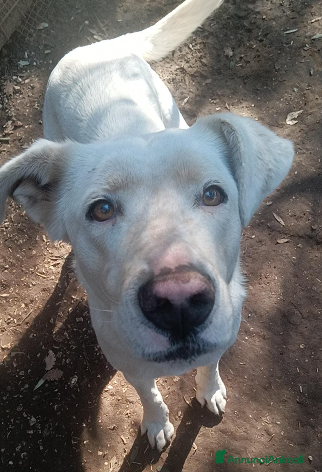 Meticcio cani in regalo: Clara dagli occhioni da cerbiatto a Provincia di Latina - Annuncio 7