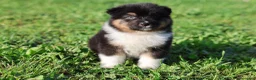 Australian Shepherd cani in vendita: Cuccioli di pastore australiano  - Annuncio 4