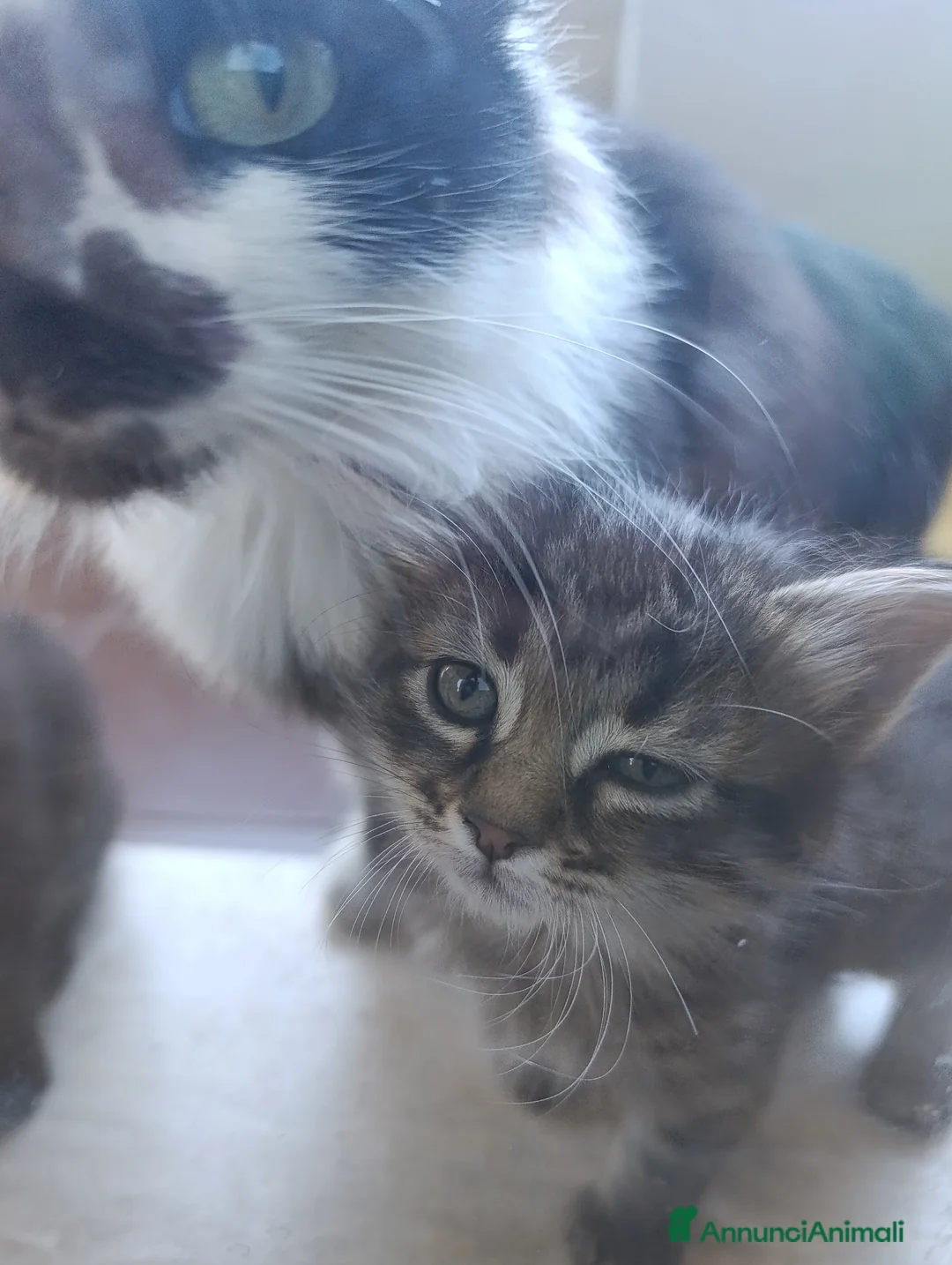 Altre razze gatti in regalo: Cedo cuccioli gratuiti a Provincia di Vibo Valentia - Annuncio 1