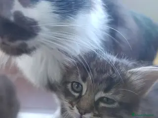 Altre razze gatti Cedo cuccioli gratuiti - Annuncio 1