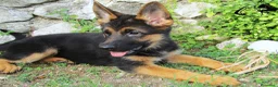 Pastore Tedesco cani in vendita: Pastore tedesco selezionati. Cucciolo femmina - Annuncio 1