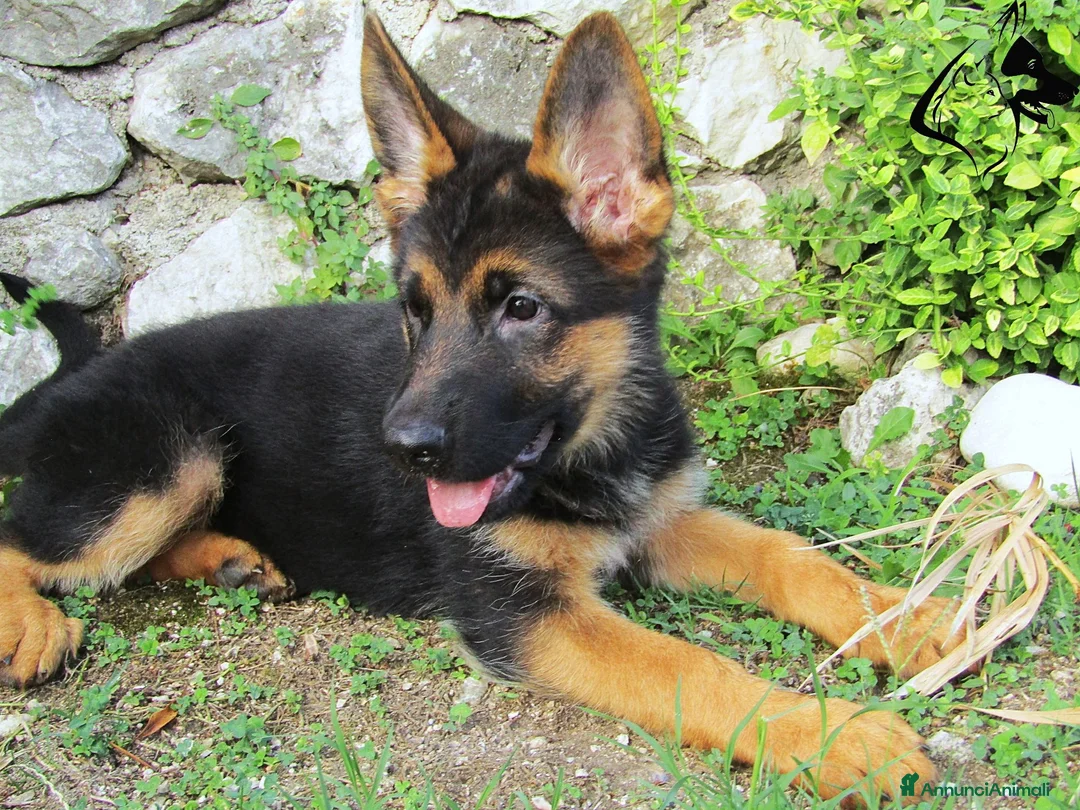 Pastore Tedesco cani in vendita: Pastore tedesco selezionati. Cucciolo femmina - Annuncio 1
