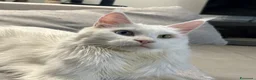Maine Coon gatti in vendita: Prenotazione cucciole Maine Coon  - Annuncio 2