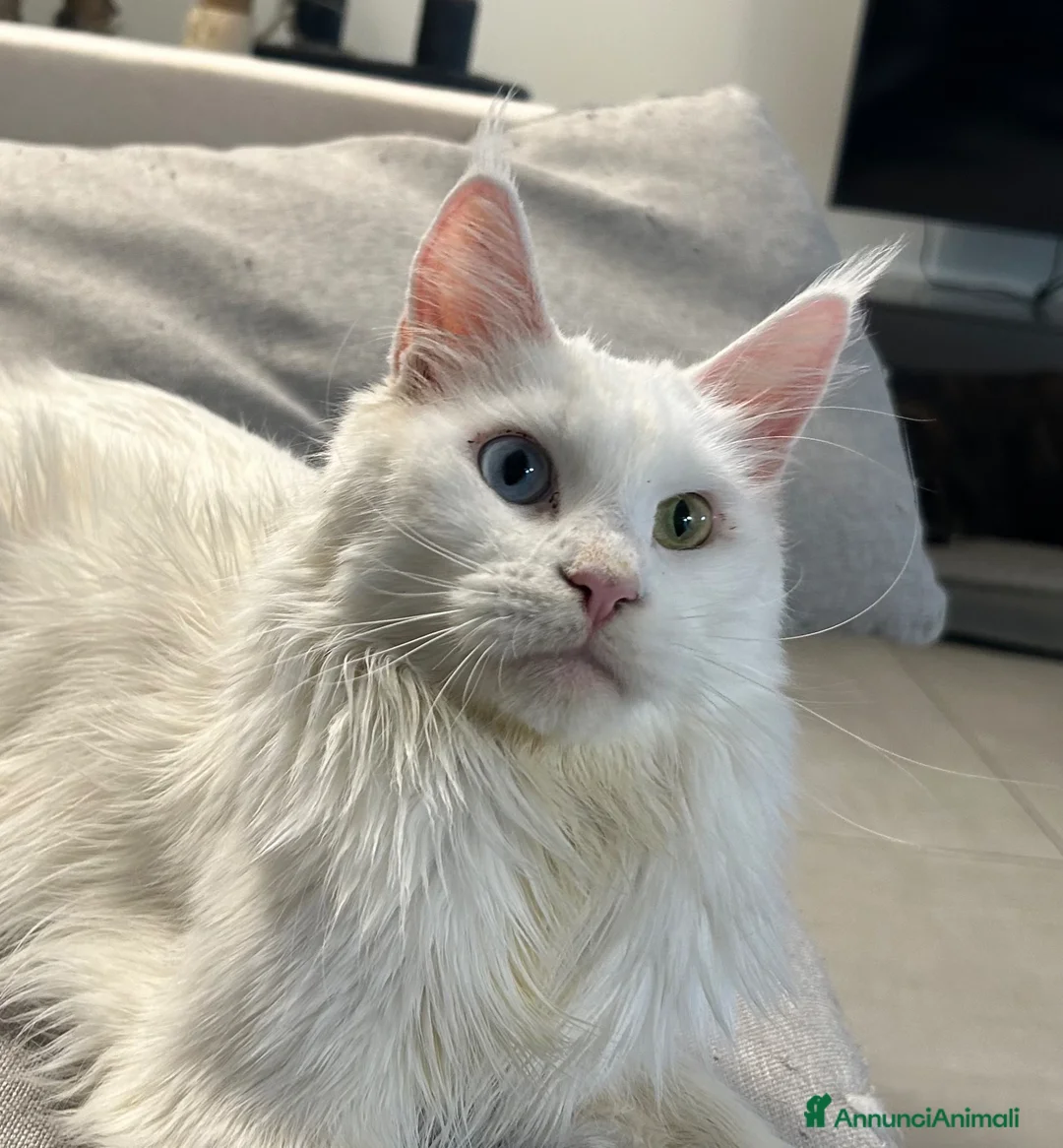 Maine Coon gatti in vendita: Prenotazione cucciole Maine Coon  - Annuncio 2