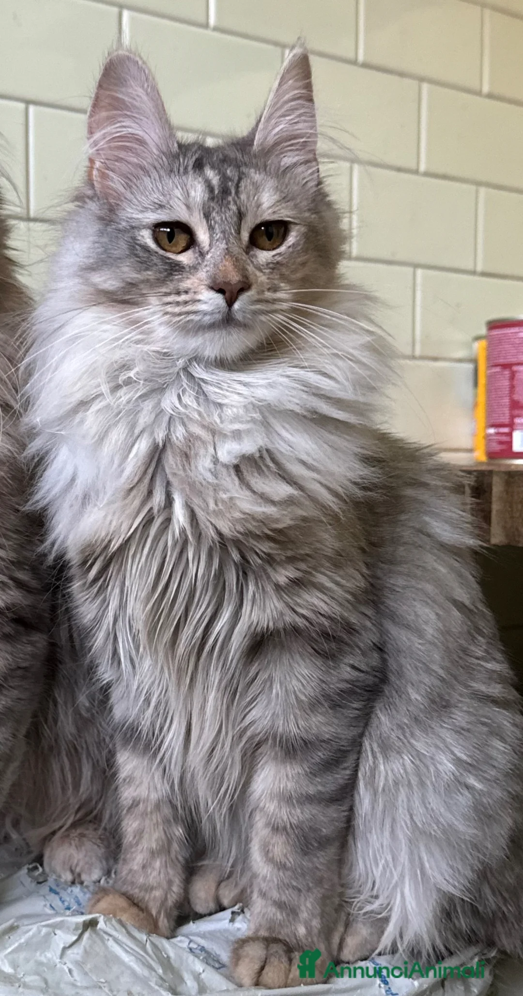 Angora turco gatti in vendita: Gattina di razza Angora Turco - Barbie - Annuncio 1