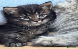Siberiano gatti in vendita: SIBERIANI GATTINI IPOALLERGENICI  a Provincia di Brescia - Immagine 12