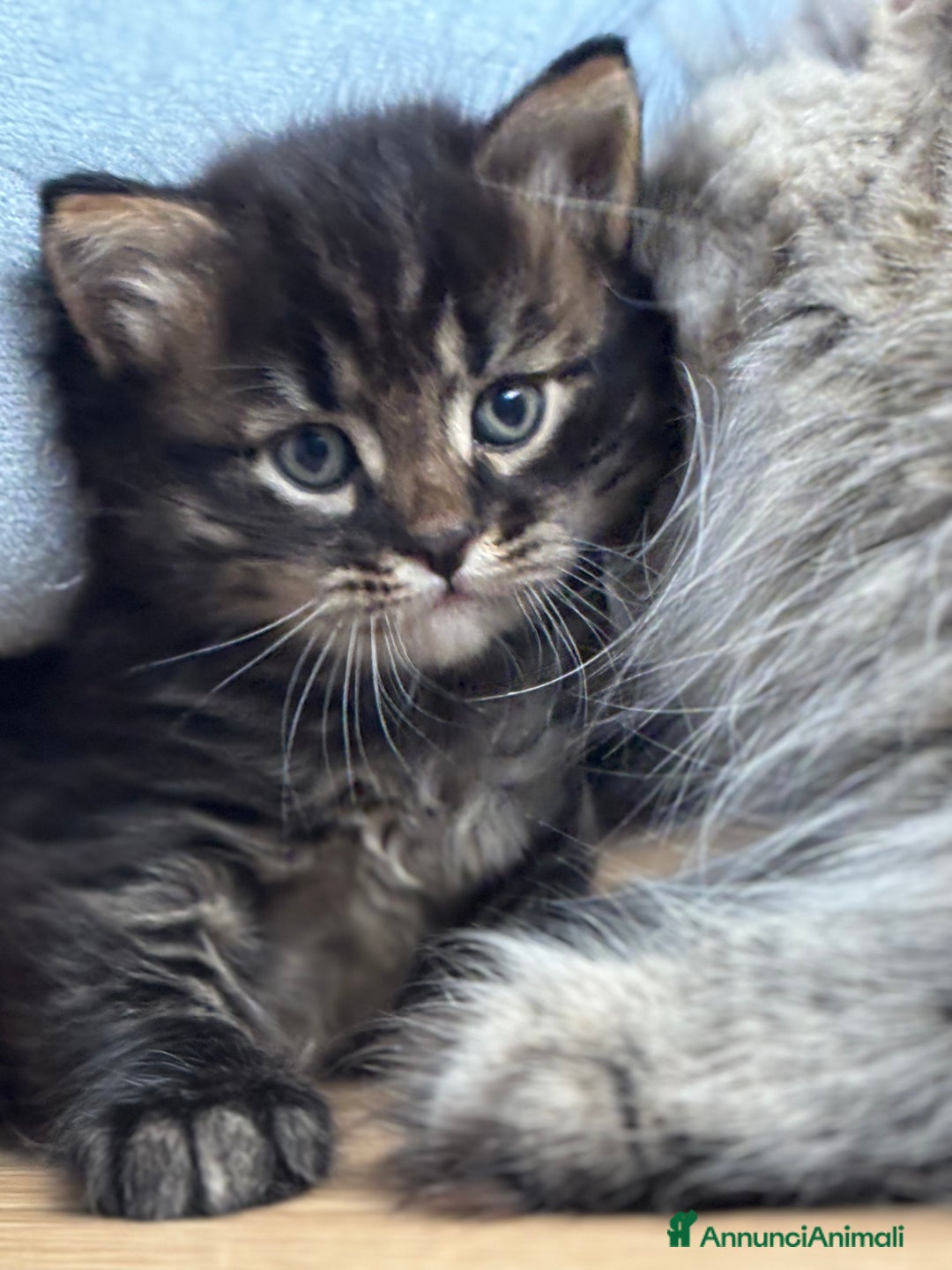 Siberiano gatti in vendita: SIBERIANI GATTINI IPOALLERGENICI  a Provincia di Brescia - Immagine 12