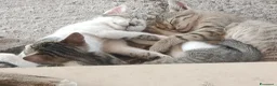 Meticcio gatti in regalo: Gattini in adozione  - Annuncio 2