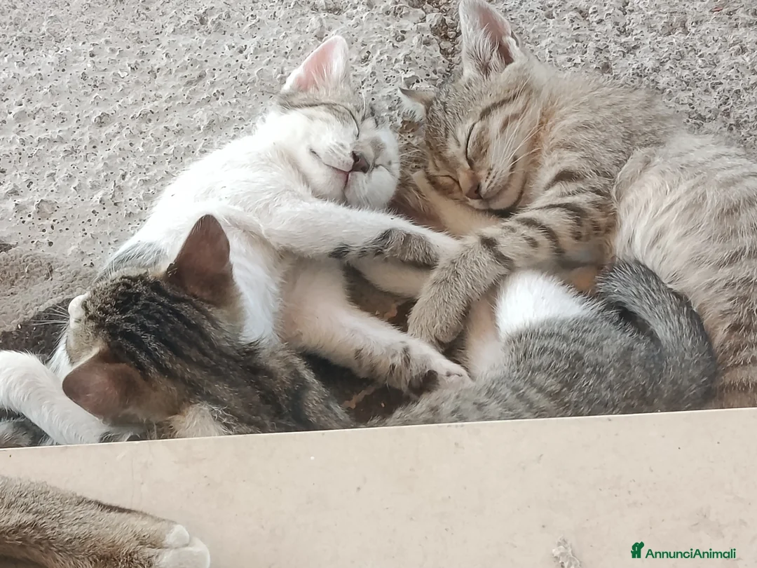 Meticcio gatti in regalo: Gattini in adozione  - Annuncio 2