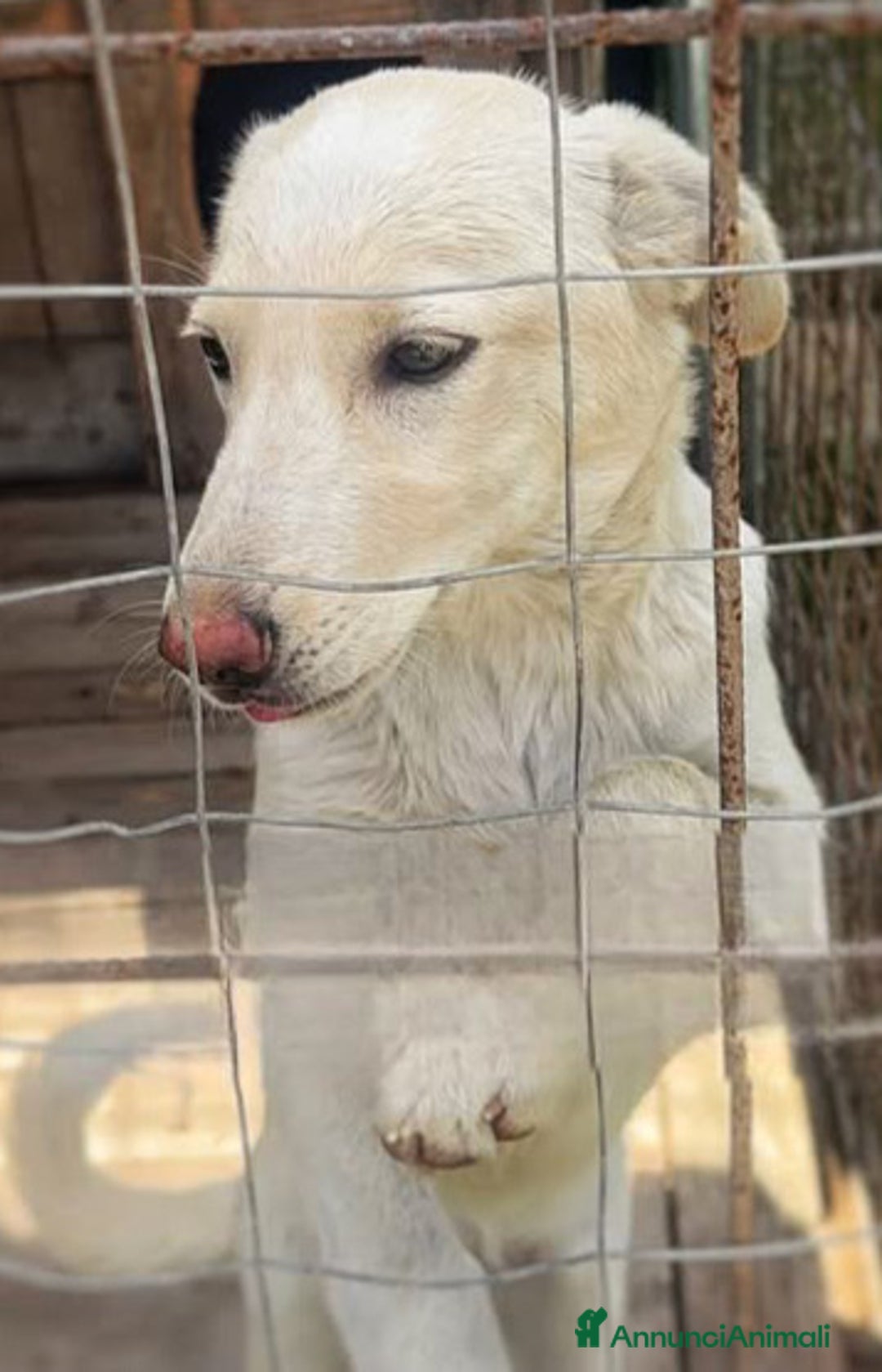 Meticcio cani in regalo: Zoomy cucciola di 8 mesi tg medio piccola  - Annuncio 3