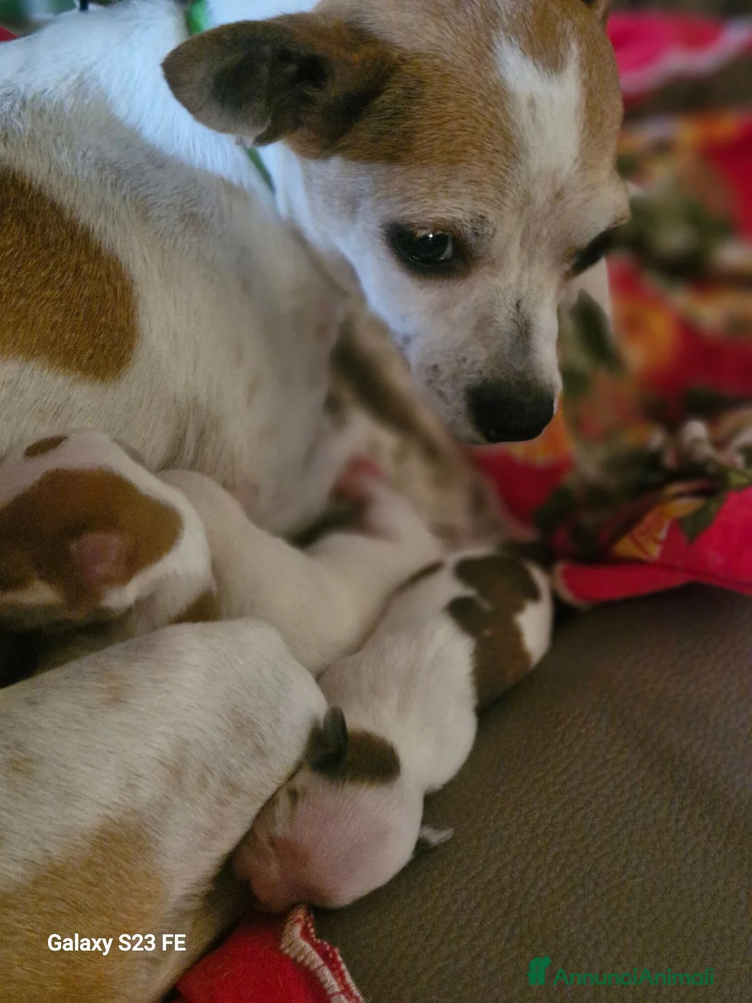 Chihuahua cani in vendita: Cuccioli dibChiwawa - Annuncio 2