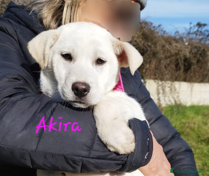 Meticcio cani Akira mix akita in adozione  - Annuncio 20