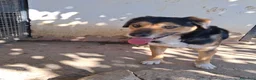 Meticcio cani in regalo: Gigio: 2 anni, socievole, equilibrato - Annuncio 12