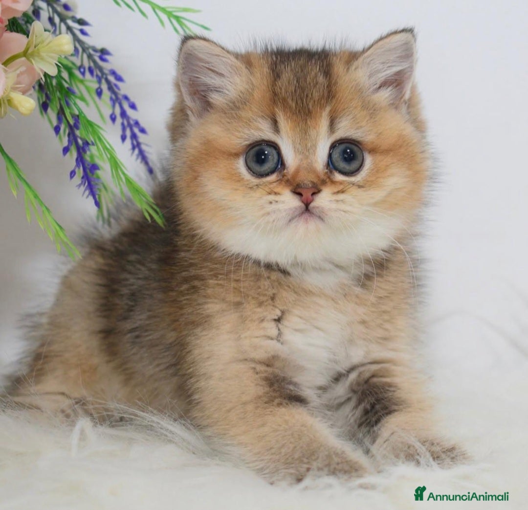 British gatti Dolcissimi cuccioli di british shorthair golden - Annuncio 4