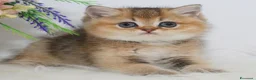 British gatti in vendita: Dolcissimi cuccioli di british shorthair golden - Annuncio 1
