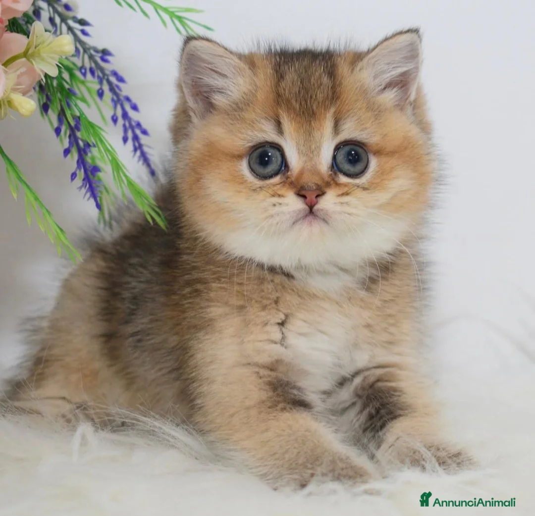 British gatti in vendita: Dolcissimi cuccioli di british shorthair golden - Annuncio 1