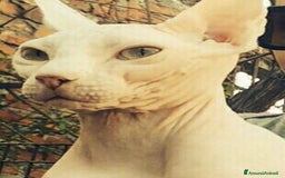 Sphynx gatti per accoppiamento: Sphynx  a Città metropolitana di Roma Capitale - Immagine 2