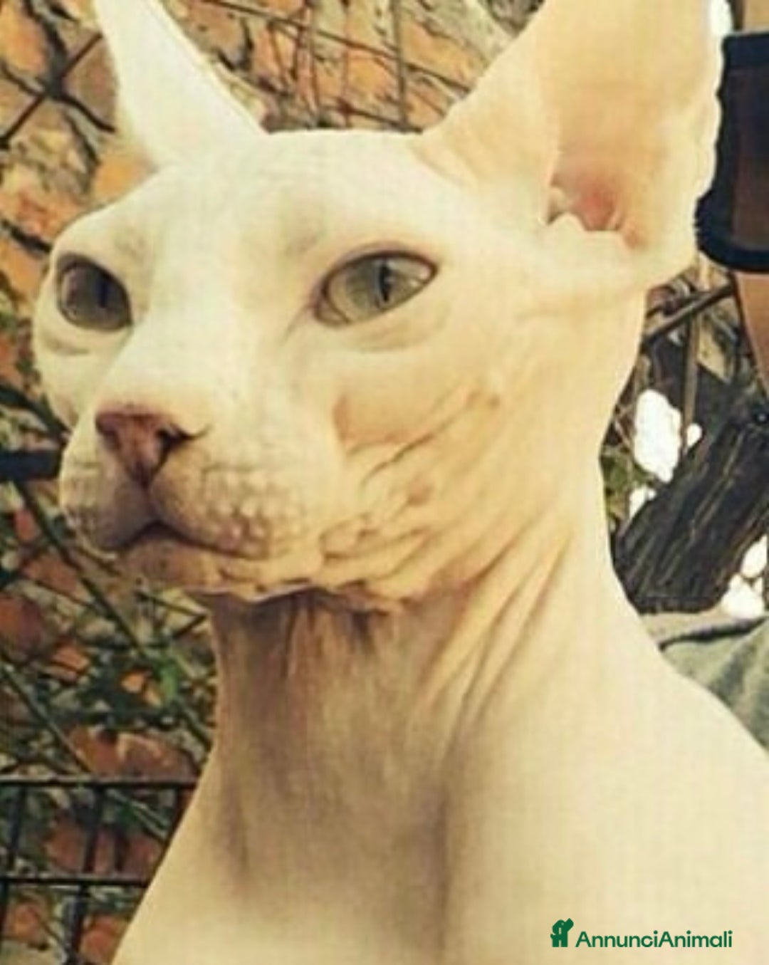 Sphynx gatti per accoppiamento: Sphynx  a Città metropolitana di Roma Capitale - Immagine 2