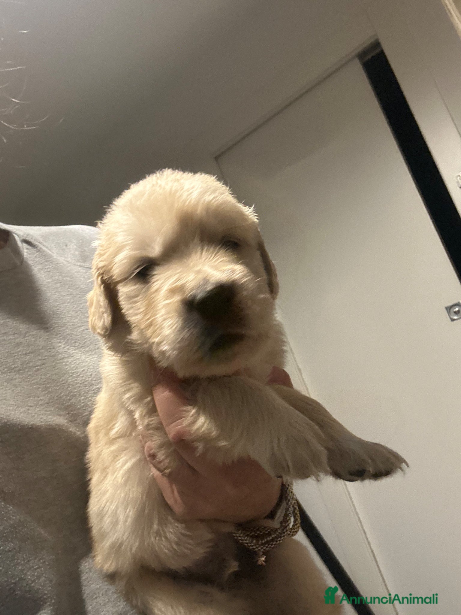 Golden Retriever cani in vendita: I cuccioli di Dea e Axel - Annuncio 10