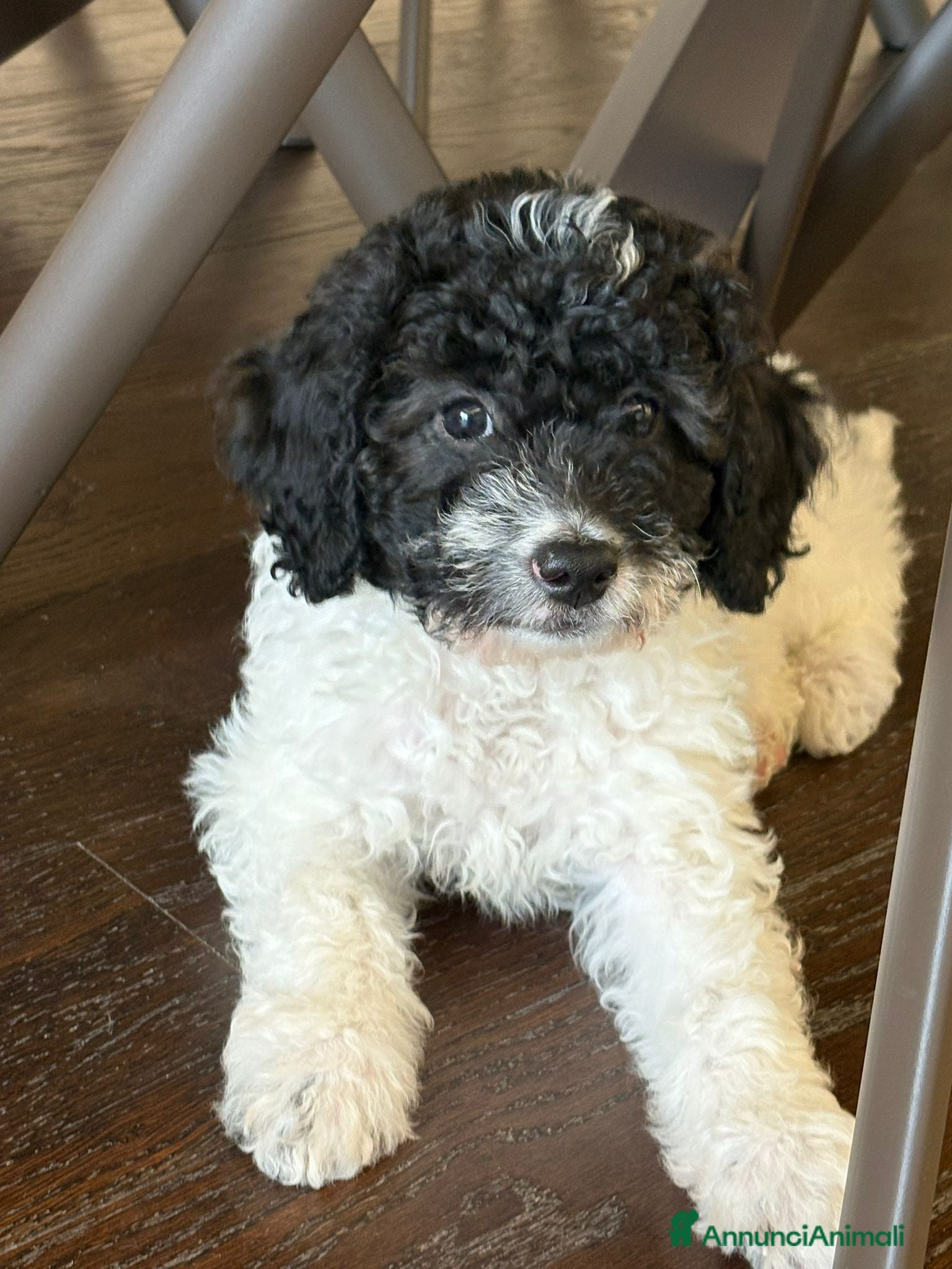 Barboncino cani Barboncino femmina bicolor - Annuncio 2