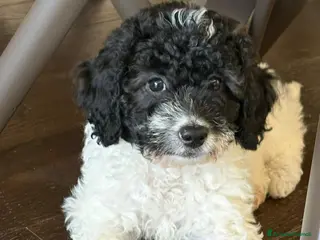 Barboncino cani Barboncino femmina bicolor - Annuncio 8