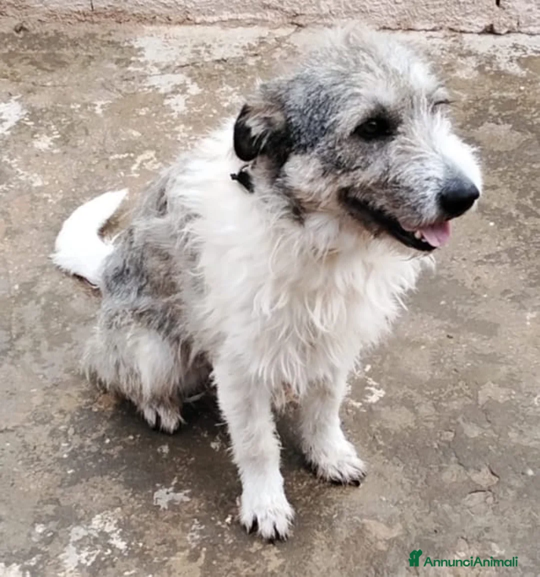 Meticcio cani in regalo: Misty, una giocherellona spettinata - Annuncio 3