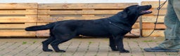 Labrador cani per accoppiamento: Stalloni di Labrador disponibili per monte a Provincia di Vicenza - Annuncio 3