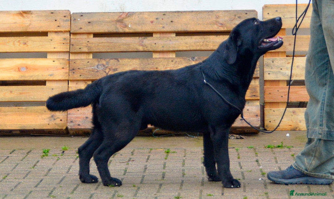 Labrador cani per accoppiamento: Stalloni di Labrador disponibili per monte a Provincia di Vicenza - Annuncio 3