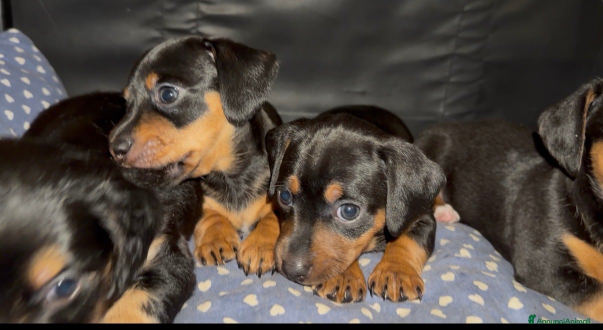 Meticcio cani Cucciolata incrocio bassotto isabella nano  - Annuncio 13