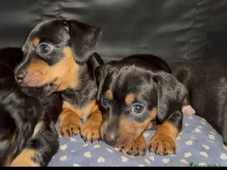 Meticcio cani Cucciolata incrocio bassotto isabella nano - Annuncio 1