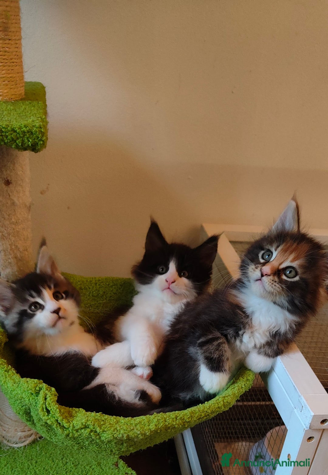 Maine Coon gatti in vendita: piccoli giganti Cattery - Annuncio 3