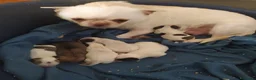 Chihuahua cani in vendita: Chihuahua cucciola femmina  - Annuncio 2