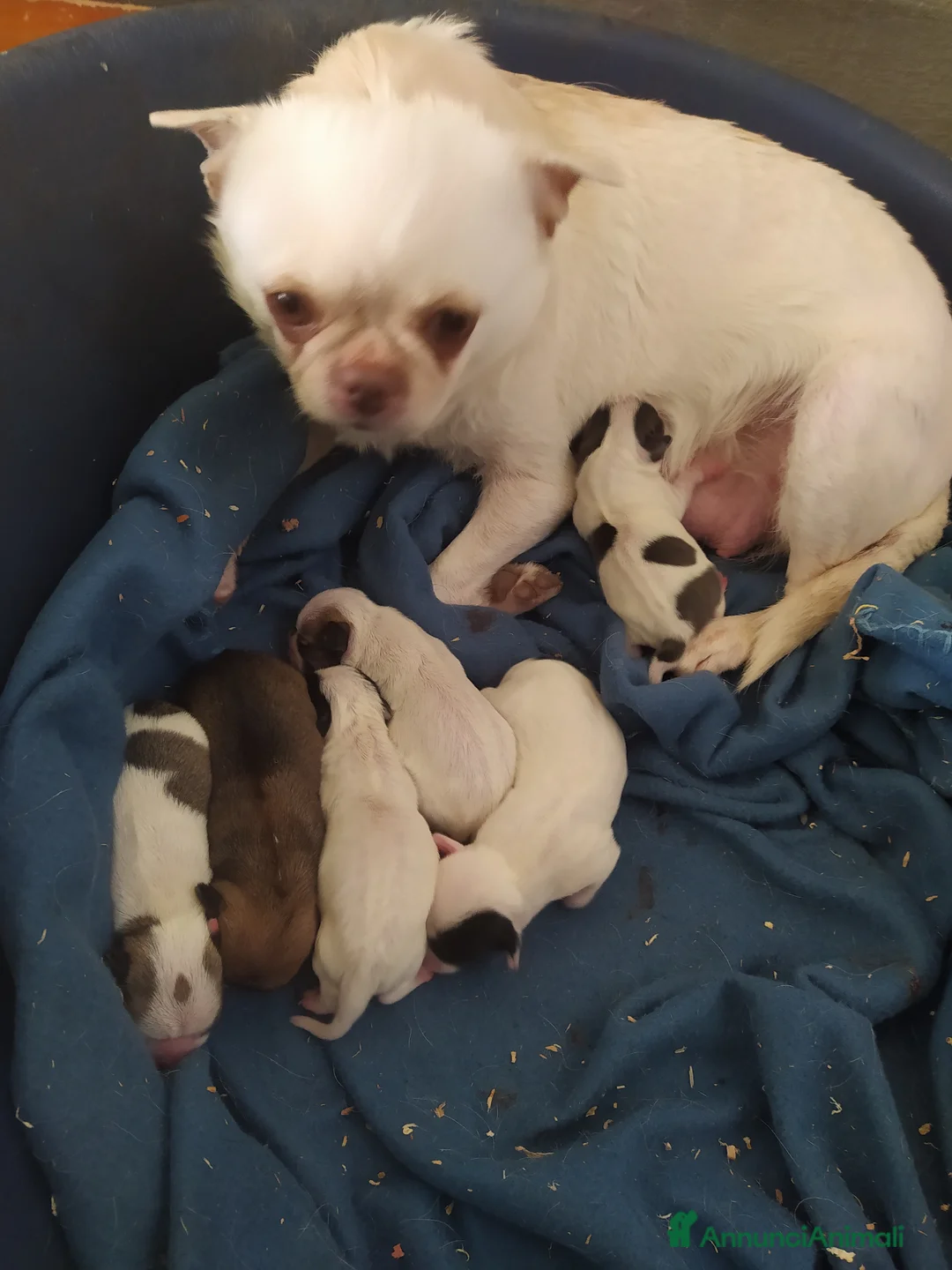 Chihuahua cani in vendita: Chihuahua cucciola femmina  - Annuncio 2